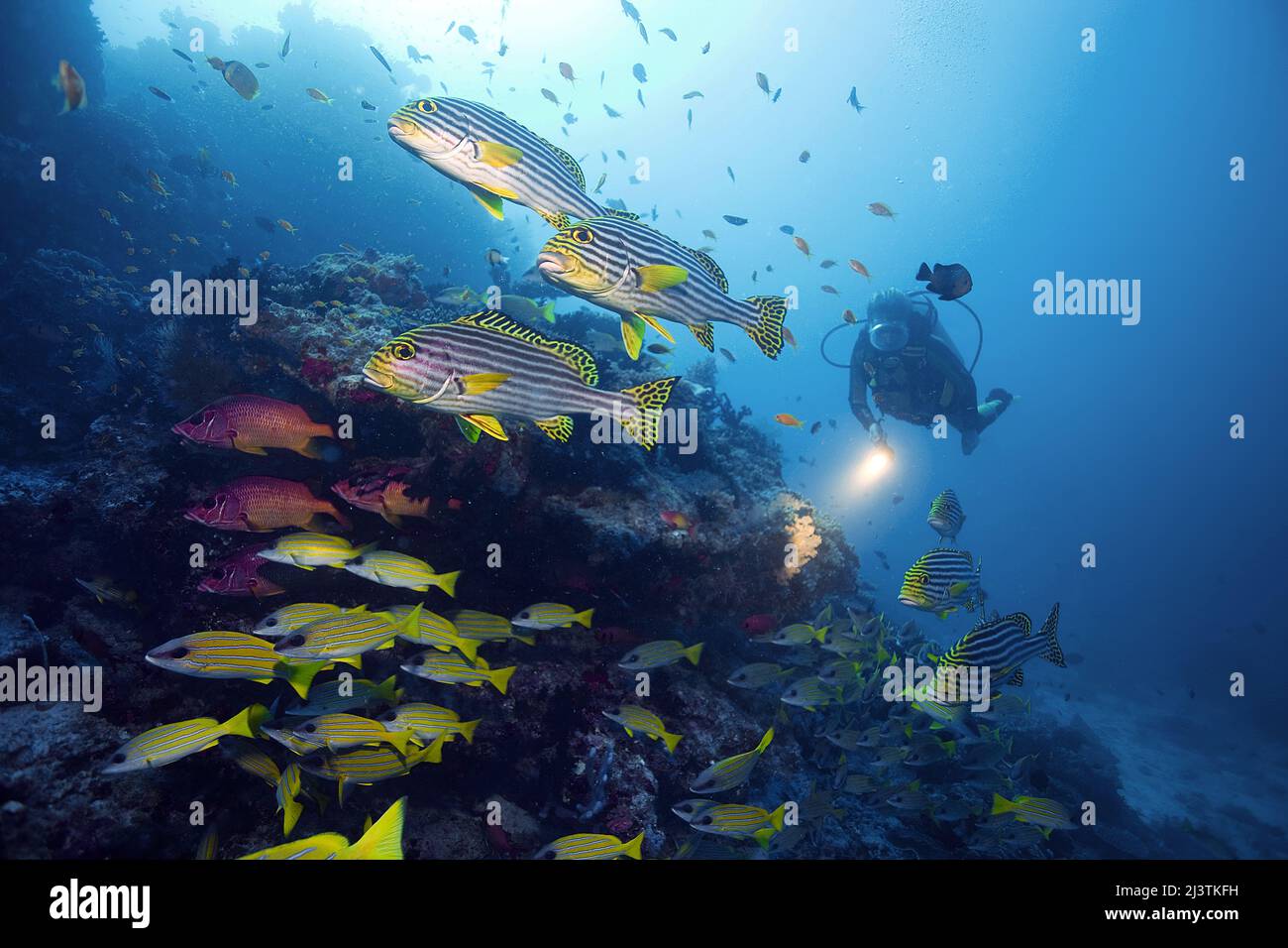 Subacqueo in una barriera corallina con dolcificanti orientali (Plectorhinchus vittatus) e dentifrici bluestriped (Lutjanus kasmira), atollo di Ari, Maldive Foto Stock