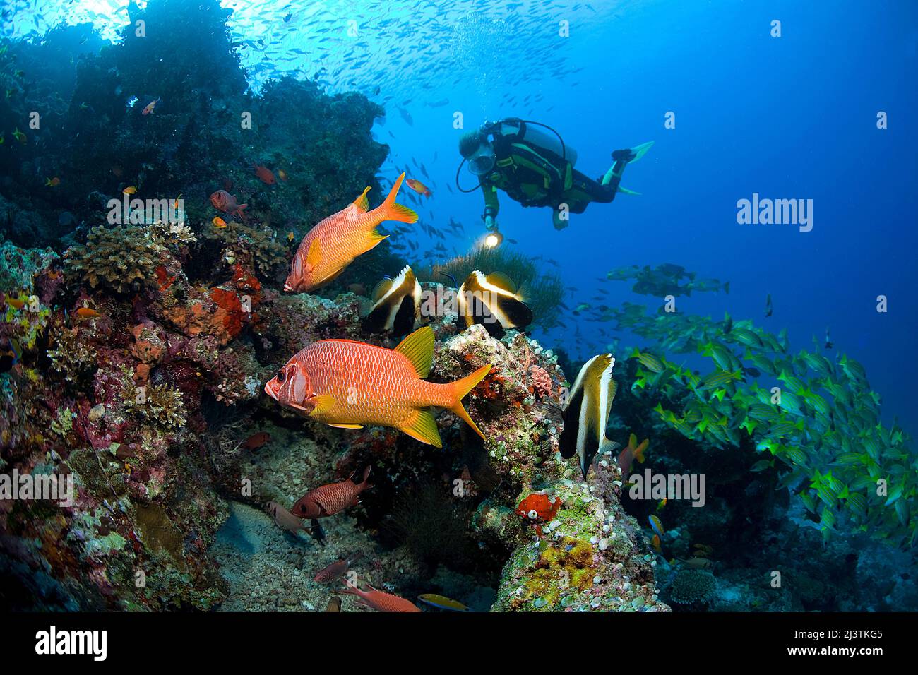Subacqueo in una barriera corallina con scoiattolo gigante (Sargocentron spiniferum), pesci fantasma (Heniochus pleurotaenia) e blestripe snappers Foto Stock