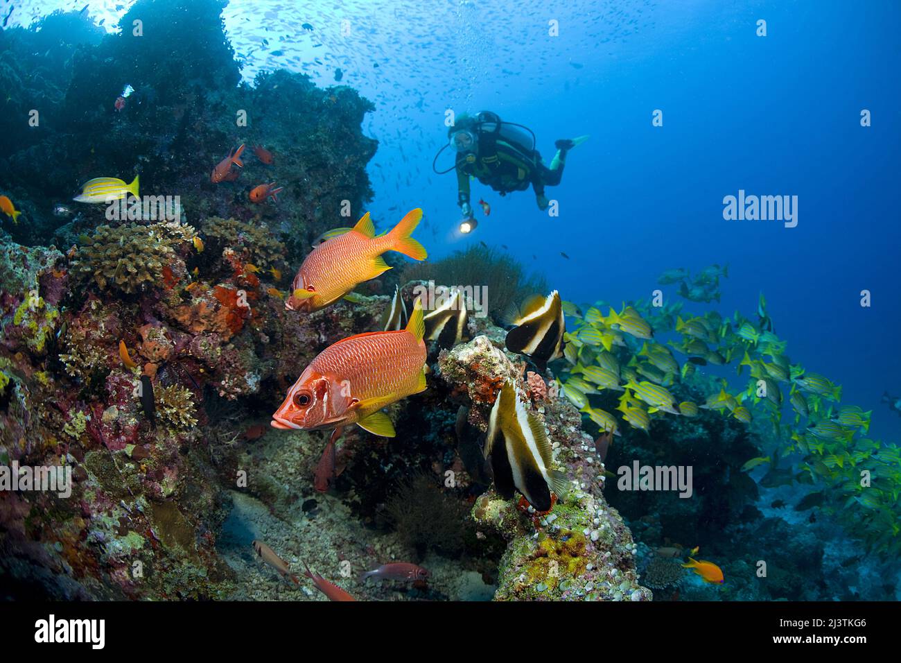 Subacqueo in una barriera corallina con scoiattolo gigante (Sargocentron spiniferum), pesci fantasma (Heniochus pleurotaenia) e blestripe snappers Foto Stock