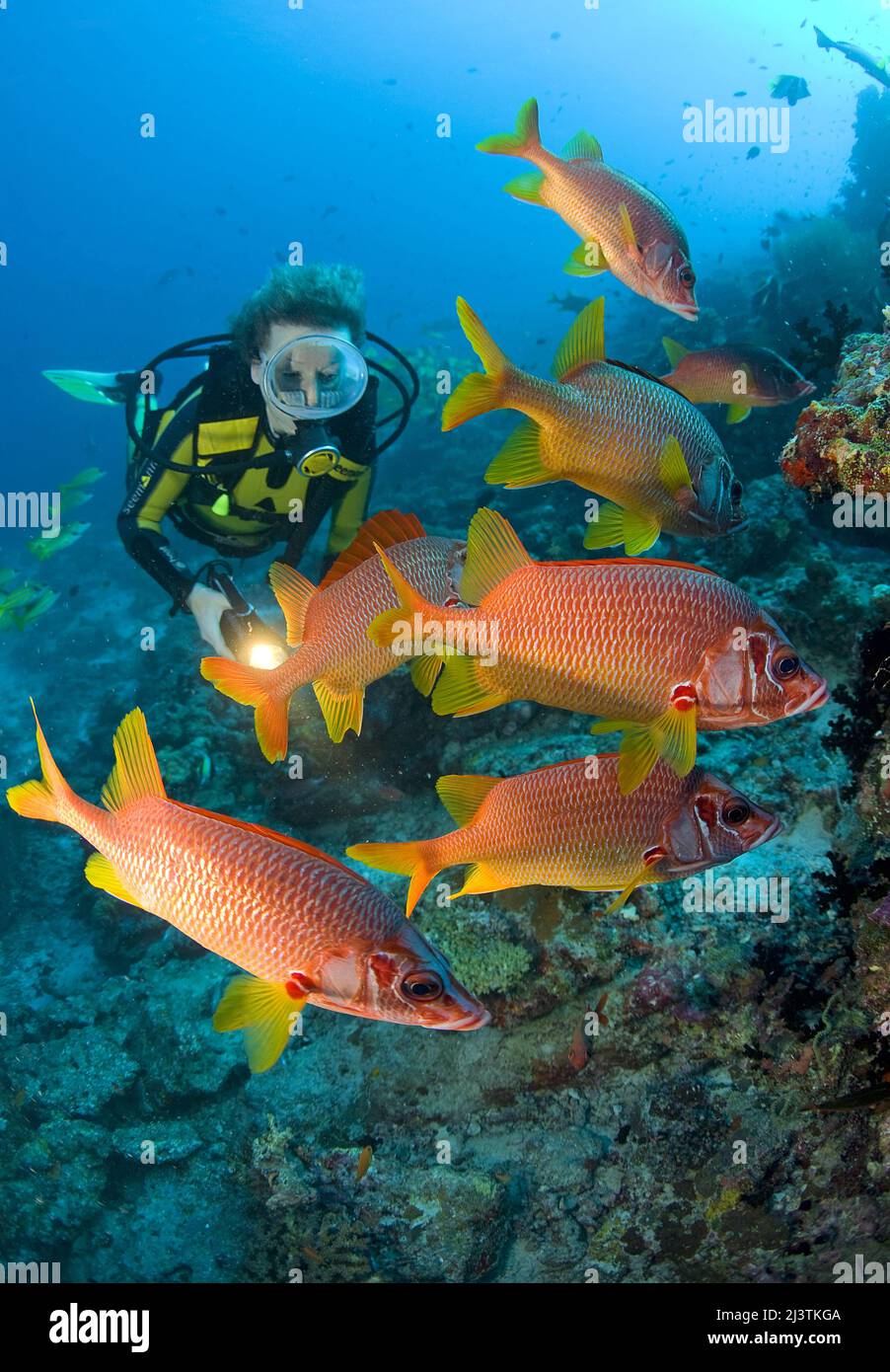 Subacqueo in una barriera corallina con un gruppo di scoiattoli giganti (Sargocentron spiniferum), Atollo di Malè del Sud, Maldive, Oceano Indiano, Asia Foto Stock