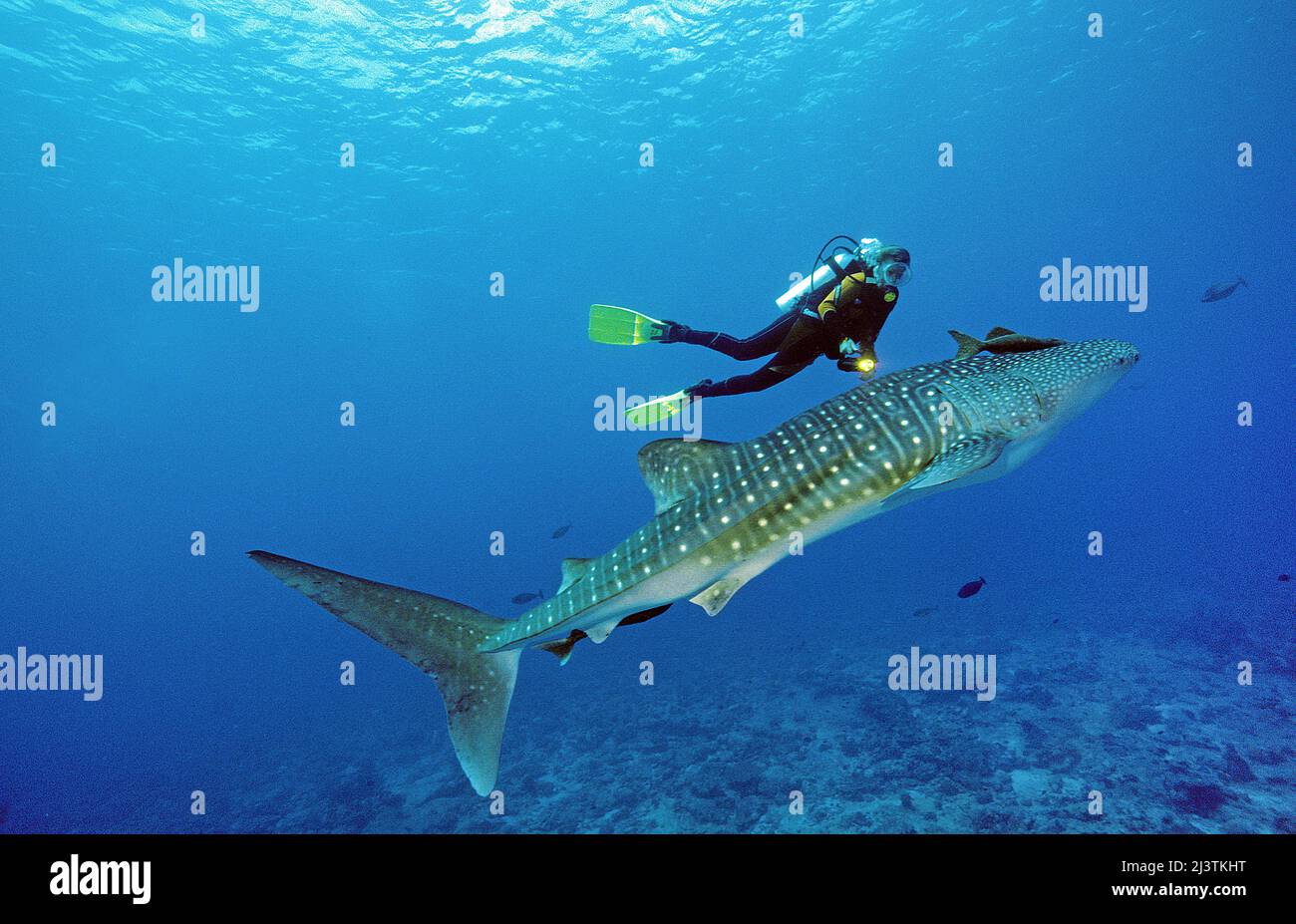 Subacqueo e squalo balena (Rhincodon typus), il più grande pesce del mondo, Ari Atoll, Maldive Foto Stock