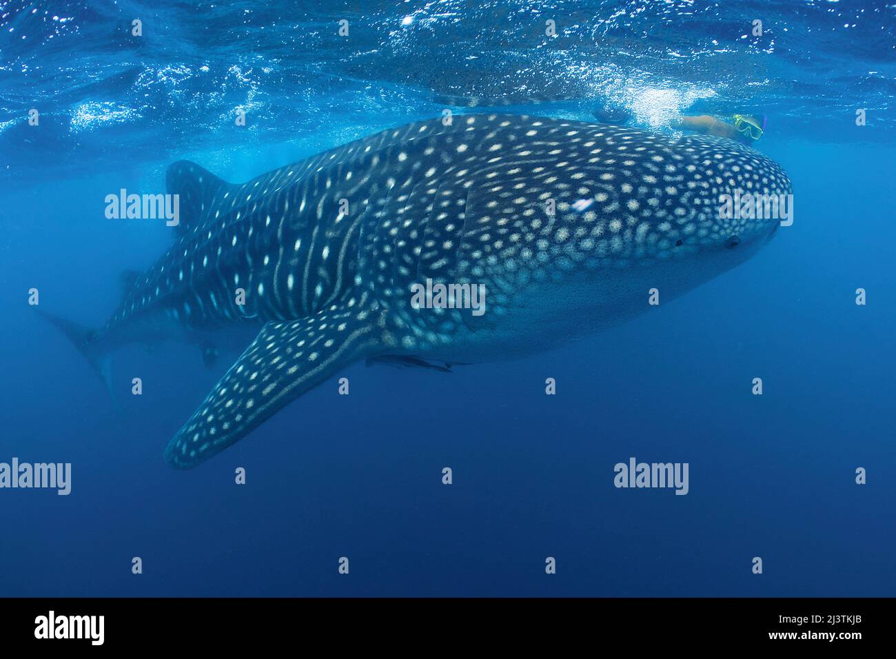Snorkeler e squalo balena (Rhincodon typus), il più grande pesce del mondo, Ari Atoll, Maldive, Oceano Indiano, Asia Foto Stock