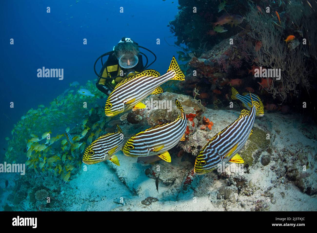 Subacqueo con Oriental Sweetlipps (Plectorhinchus vittatus), dietro una scuola Bluestriped snappers (Lutjanus kasmira), Atollo di Maldive Sud Foto Stock