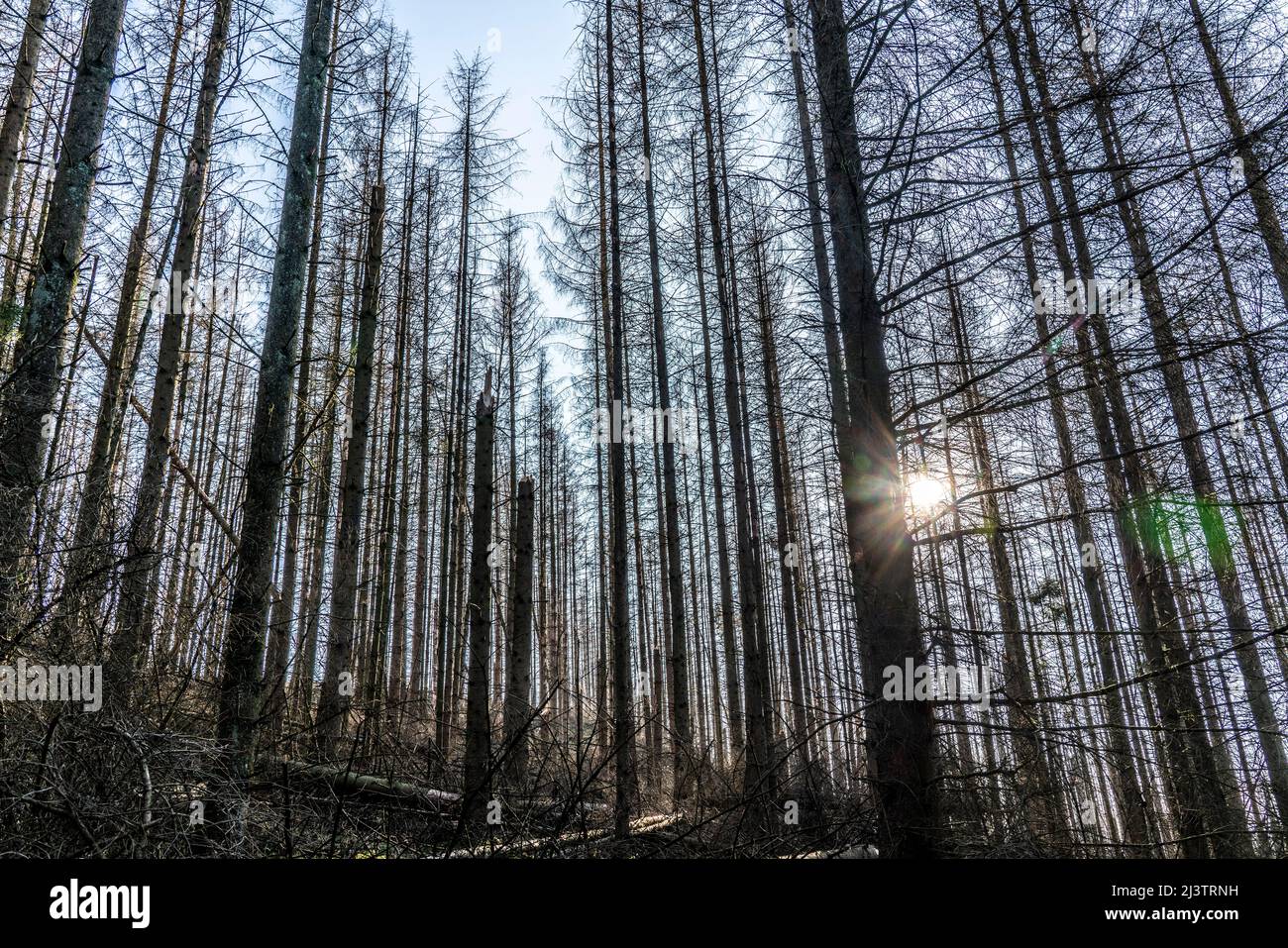 Area forestale a nord del villaggio Hirschberg, distretto Soest, abete morto si erige alberi morti a causa di infestazione di coleotteri di corteccia, Foresta Arnsberg, NRW, Germa Foto Stock