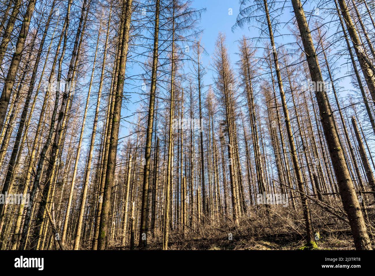 Area forestale a nord del villaggio Hirschberg, distretto Soest, abete morto si erige alberi morti a causa di infestazione di coleotteri di corteccia, Foresta Arnsberg, NRW, Germa Foto Stock