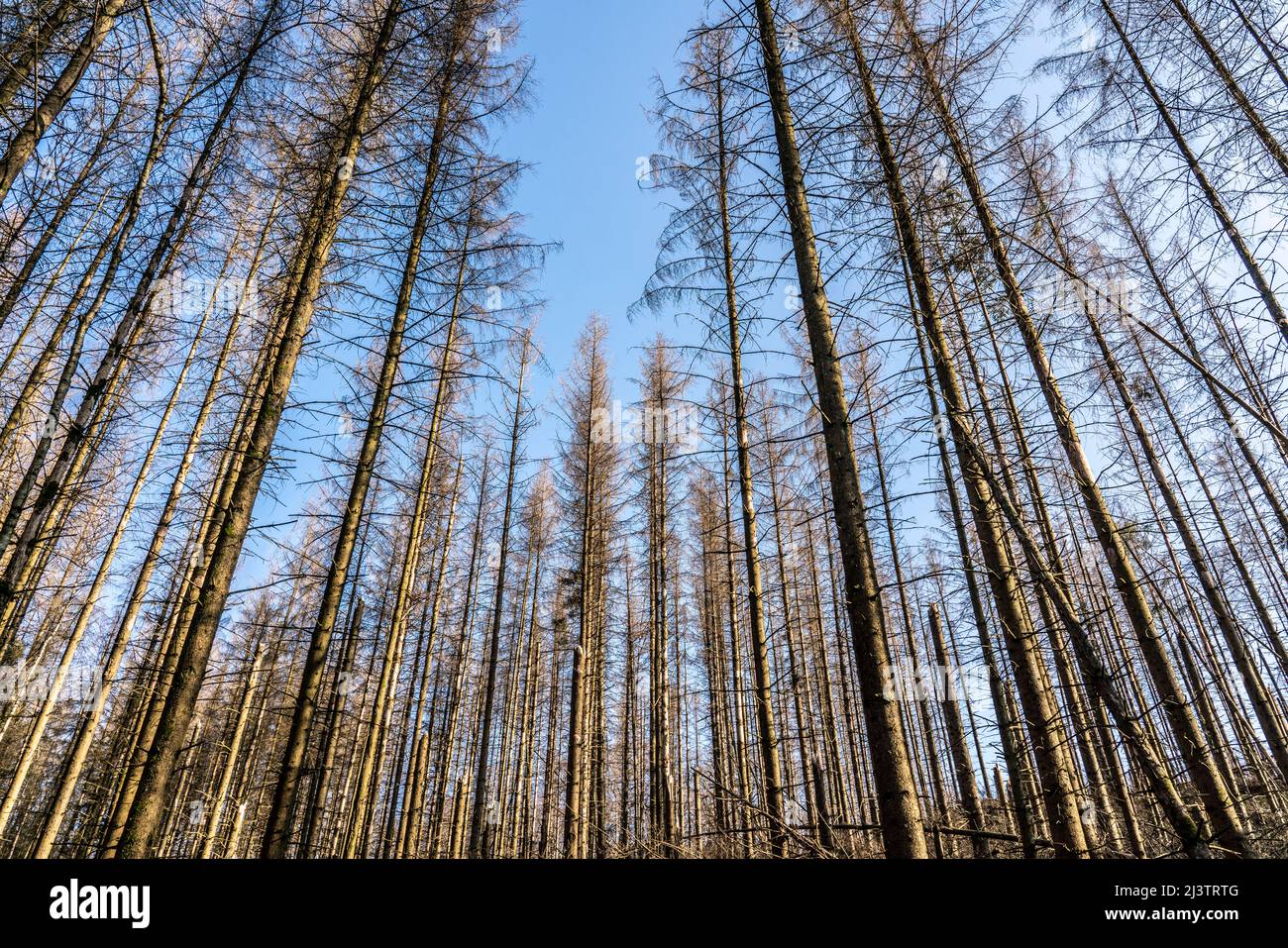 Area forestale a nord del villaggio Hirschberg, distretto Soest, abete morto si erige alberi morti a causa di infestazione di coleotteri di corteccia, Foresta Arnsberg, NRW, Germa Foto Stock