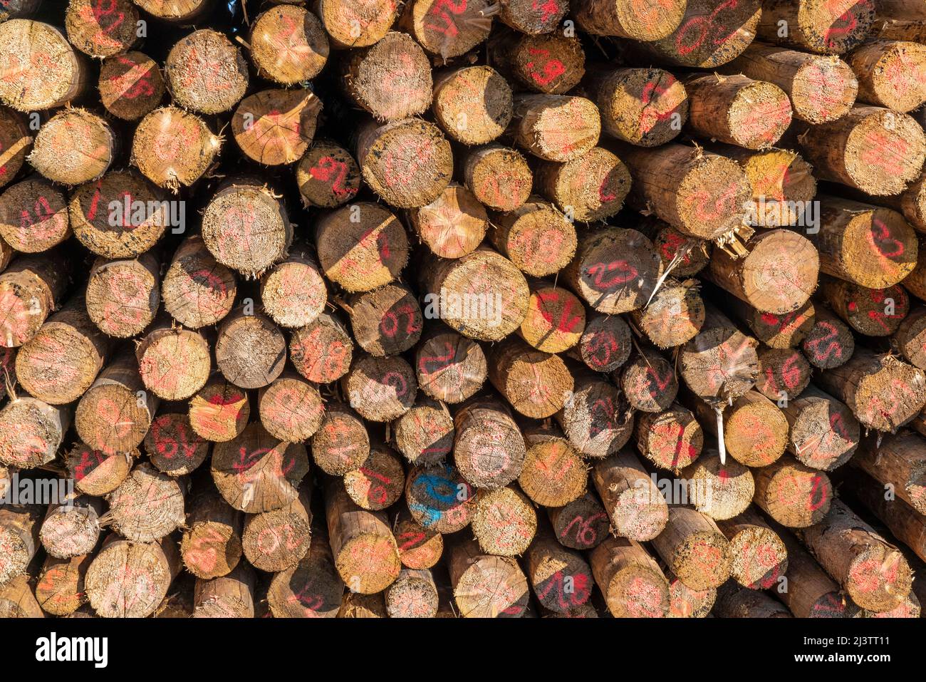 Area forestale a nord del villaggio Hirschberg, distretto Soest, palo di legno, legno di abete rosso, con segni per il diametro del tronco, abete rosso morto stand d Foto Stock