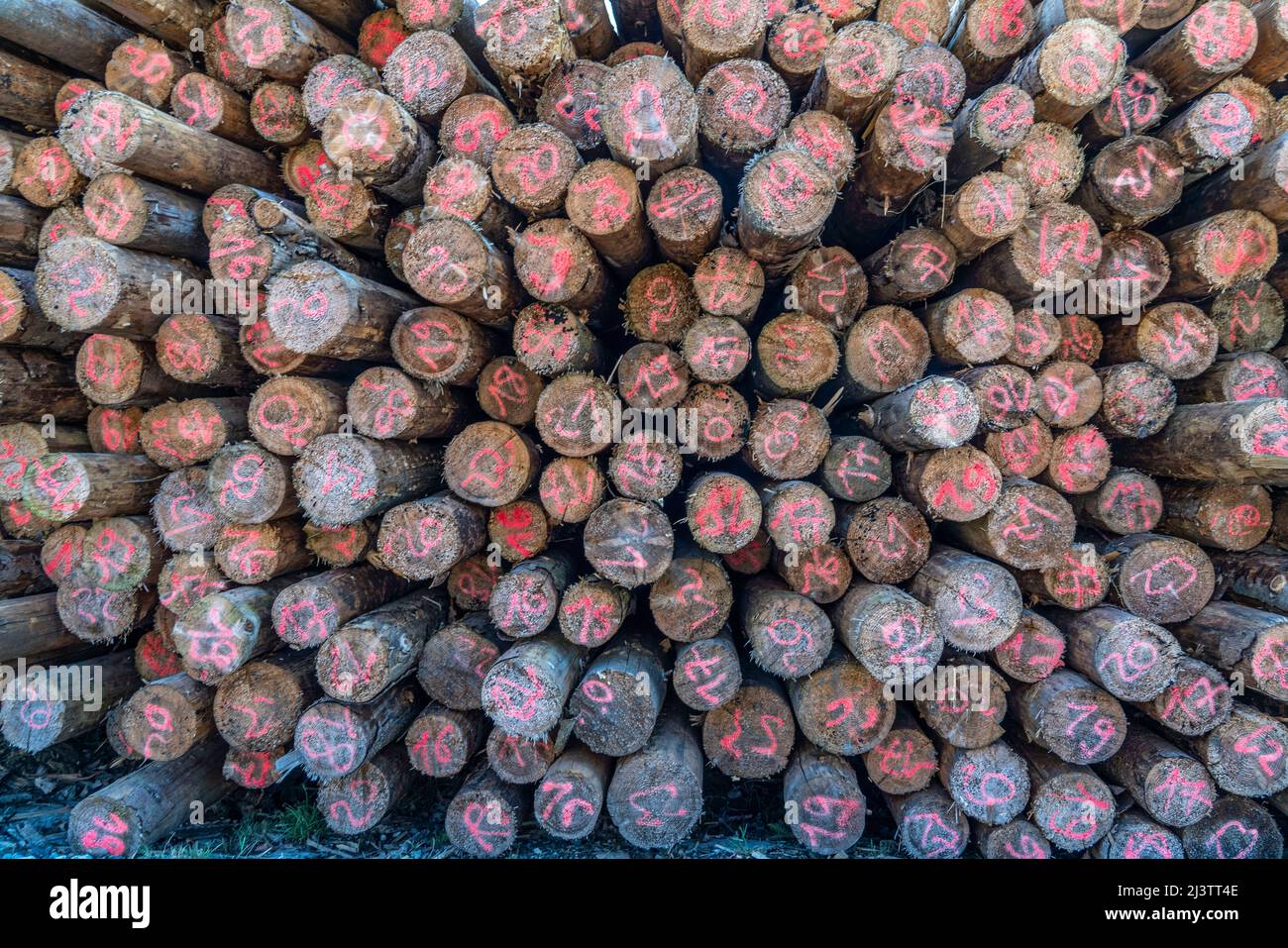 Area forestale a nord del villaggio Hirschberg, distretto Soest, palo di legno, legno di abete rosso, con segni per il diametro del tronco, abete rosso morto stand d Foto Stock