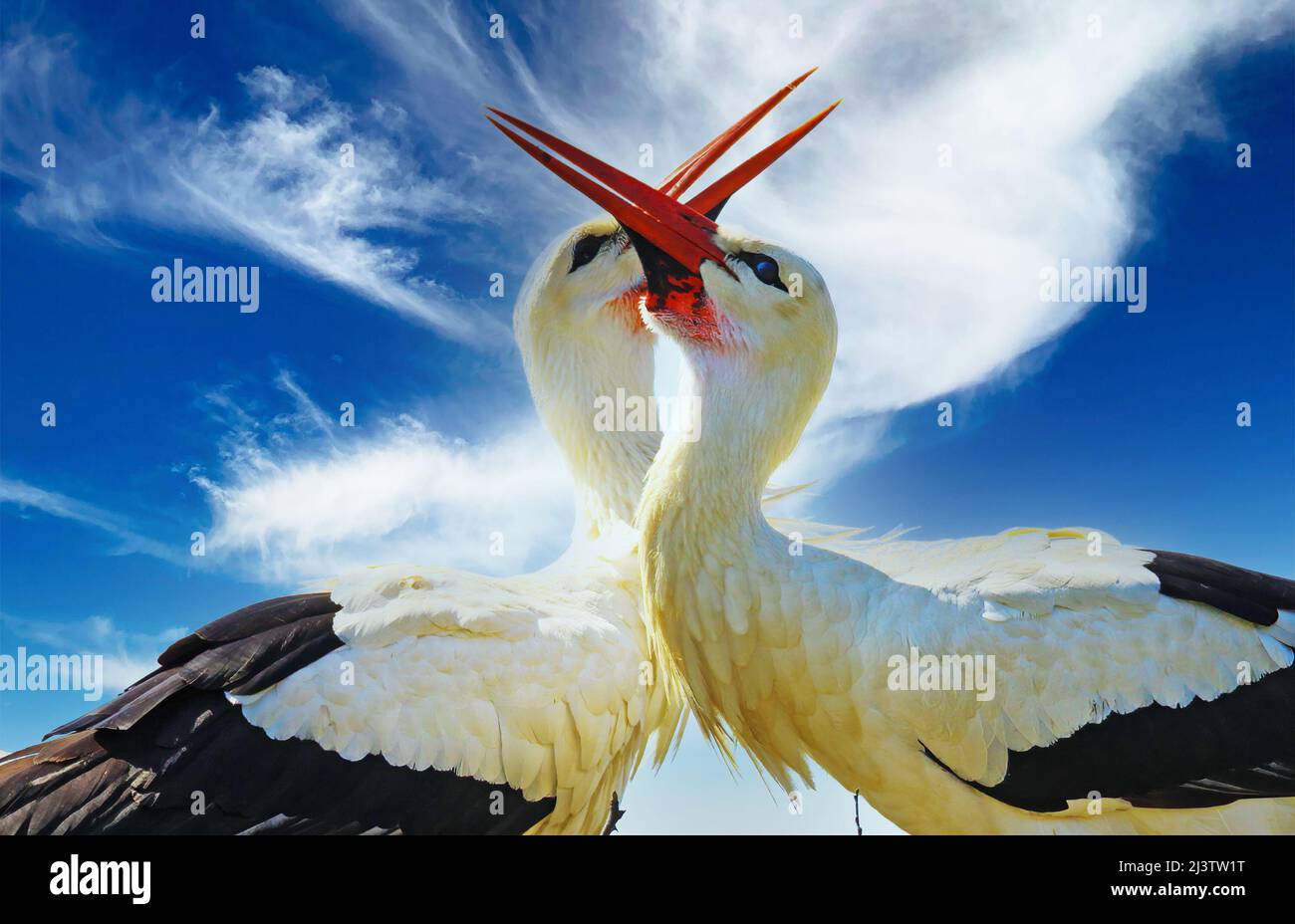 Primo piano di due cicogne bianche (ciconia ciconia) in un nido che si aggrappano insieme. Il collo e la testa formano un cuore, cielo azzurro chiaro, nuvole soffici (f Foto Stock