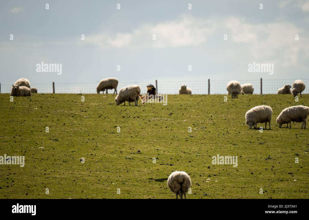 pecora di montagna gallese in pascolo Foto Stock