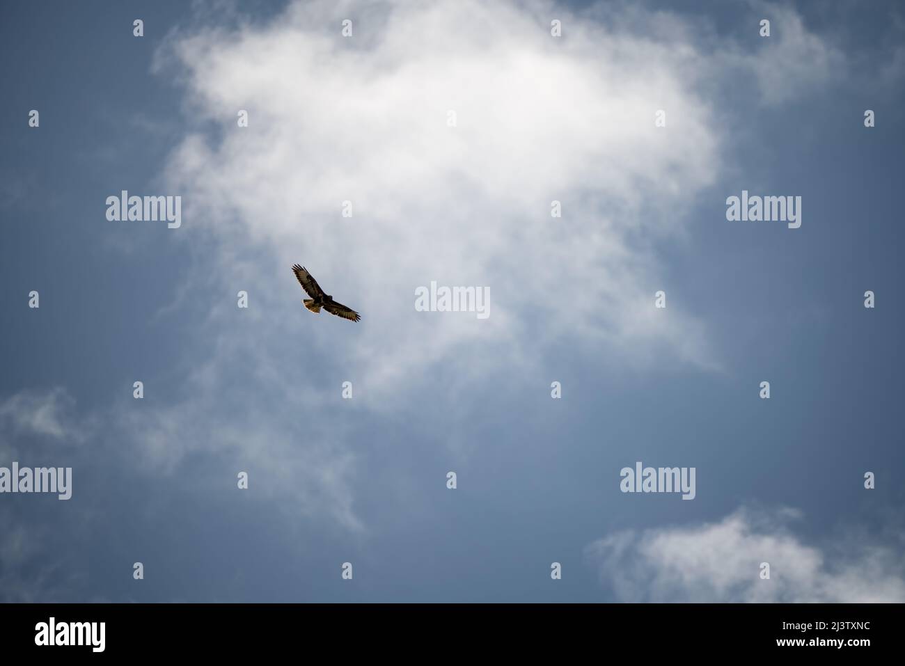 Primo piano di una poiana (Buteo buteo) con ali distese che cavalcano le terme Foto Stock