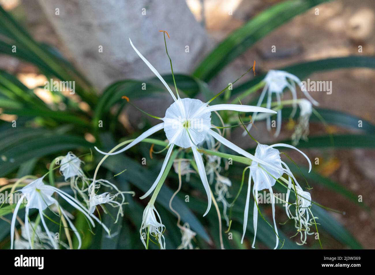 Fuoco selettivo sul fiore di un giglio di ragno bianco. Il nome scientifico è Hymenocallis littoralis Foto Stock