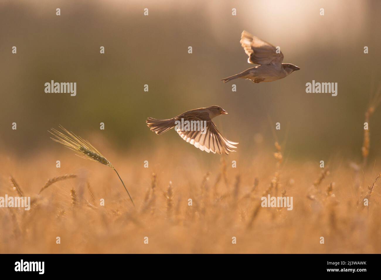 Casa passero in volo al crepuscolo Foto Stock