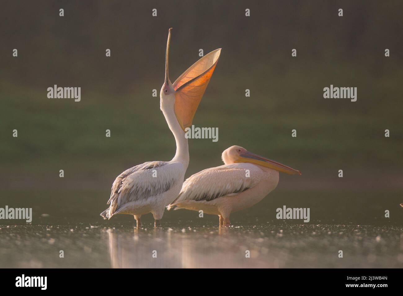Un gregge di Pelicans fotografato in Israele nel mese di agosto Foto Stock
