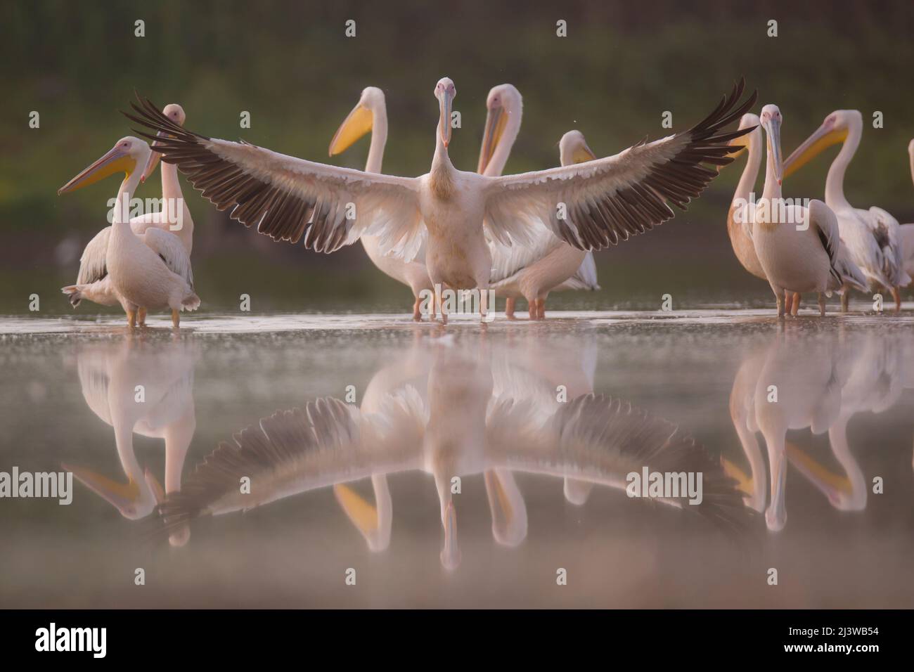 Un gregge di Pelicans fotografato in Israele nel mese di agosto Foto Stock