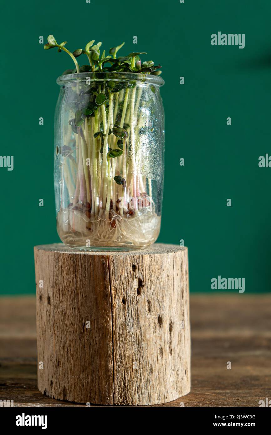 Coltivazione di micro verde. Vasetti di vetro con germogli di erba medica, ravanelli, lattuga, cavolo su sfondo ligneo. Semi germinanti per alimenti vegani eco. Giardinaggio domestico. Concetto organico. Fattoria urbana. Microgreen. Foto Stock