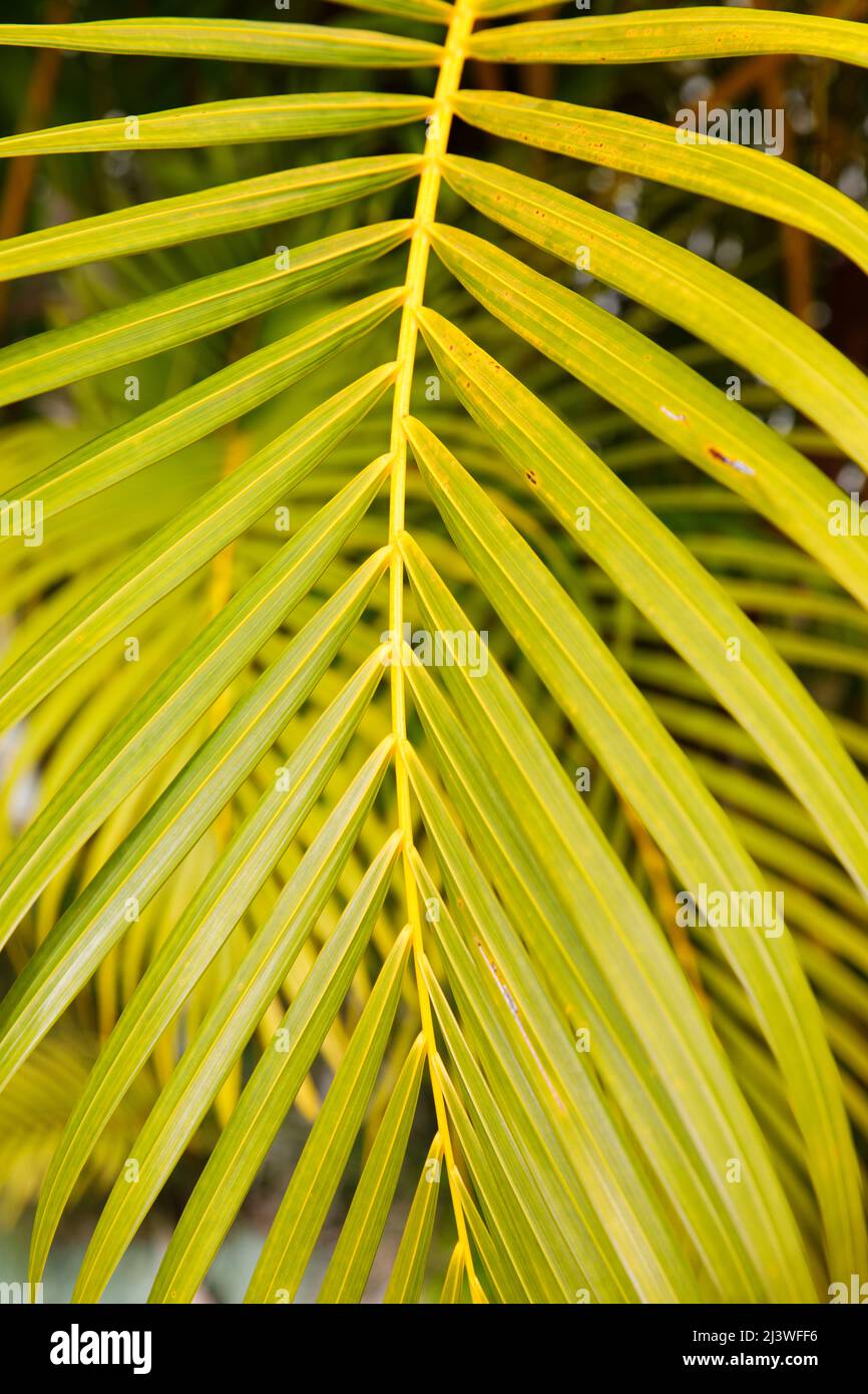 Primo piano con foglie di palma, Repubblica Dominicana, spiaggia soleggiata, palme, sulla costa Foto Stock