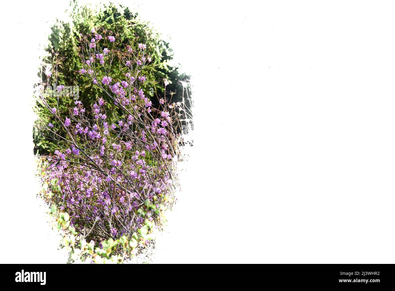 Sfondo bianco con fiori selvatici rosa lilla e spazio copia Foto Stock