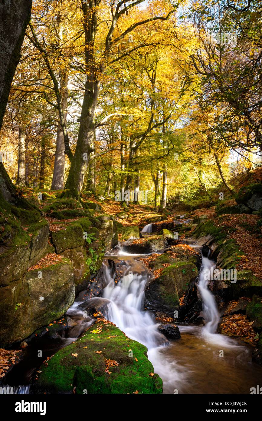 Autunno a Cloghleagh Wood sul fiume Skankhill, County Wicklow, Wicklow Mountains National Park, Irlanda Foto Stock