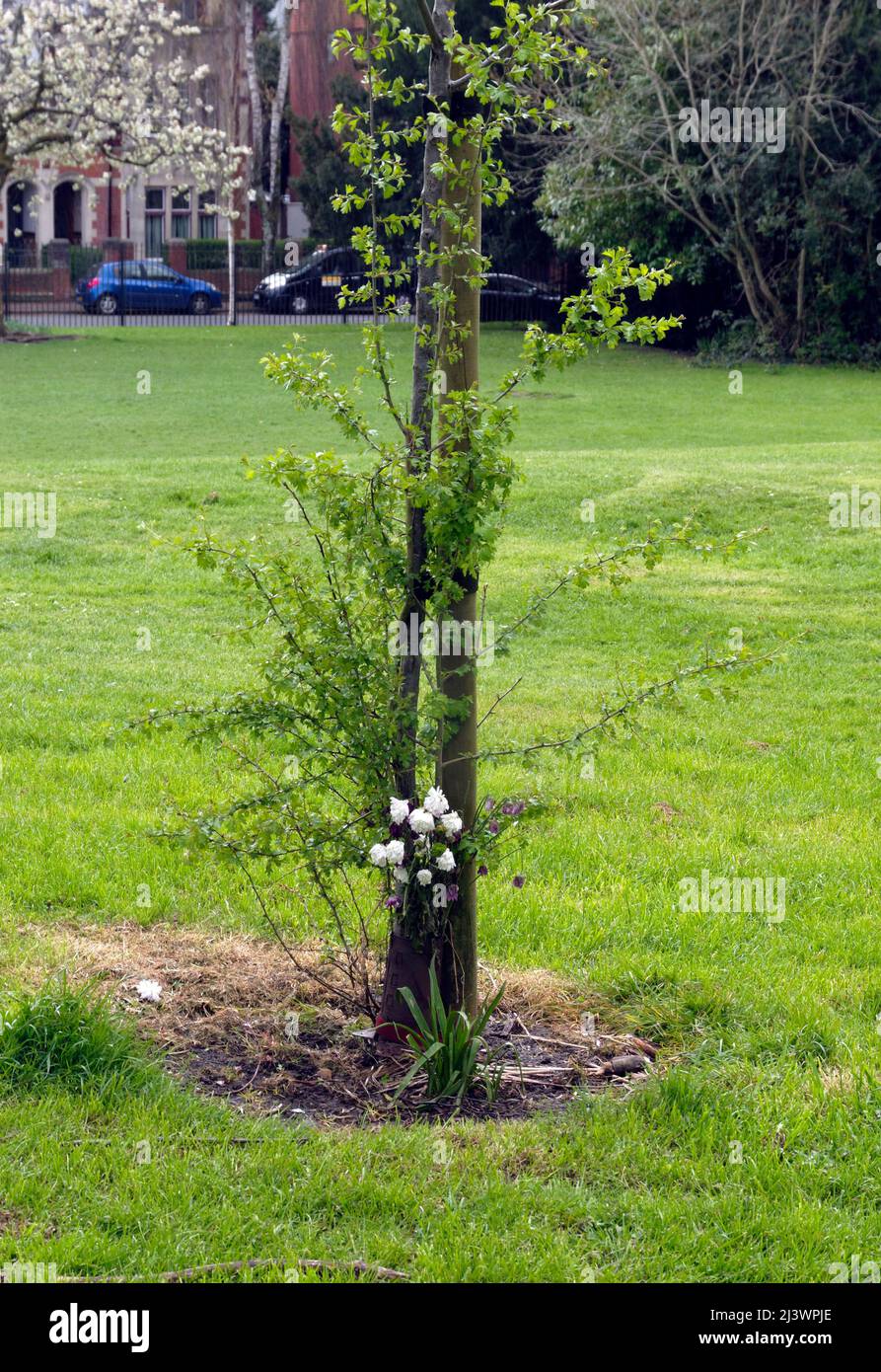 Thompson's Park, Romilly Road Cardiff. Un piccolo albero ha un mazzo di fiori legato ad esso, forse come un memoriale ad una persona cara. Foto Stock