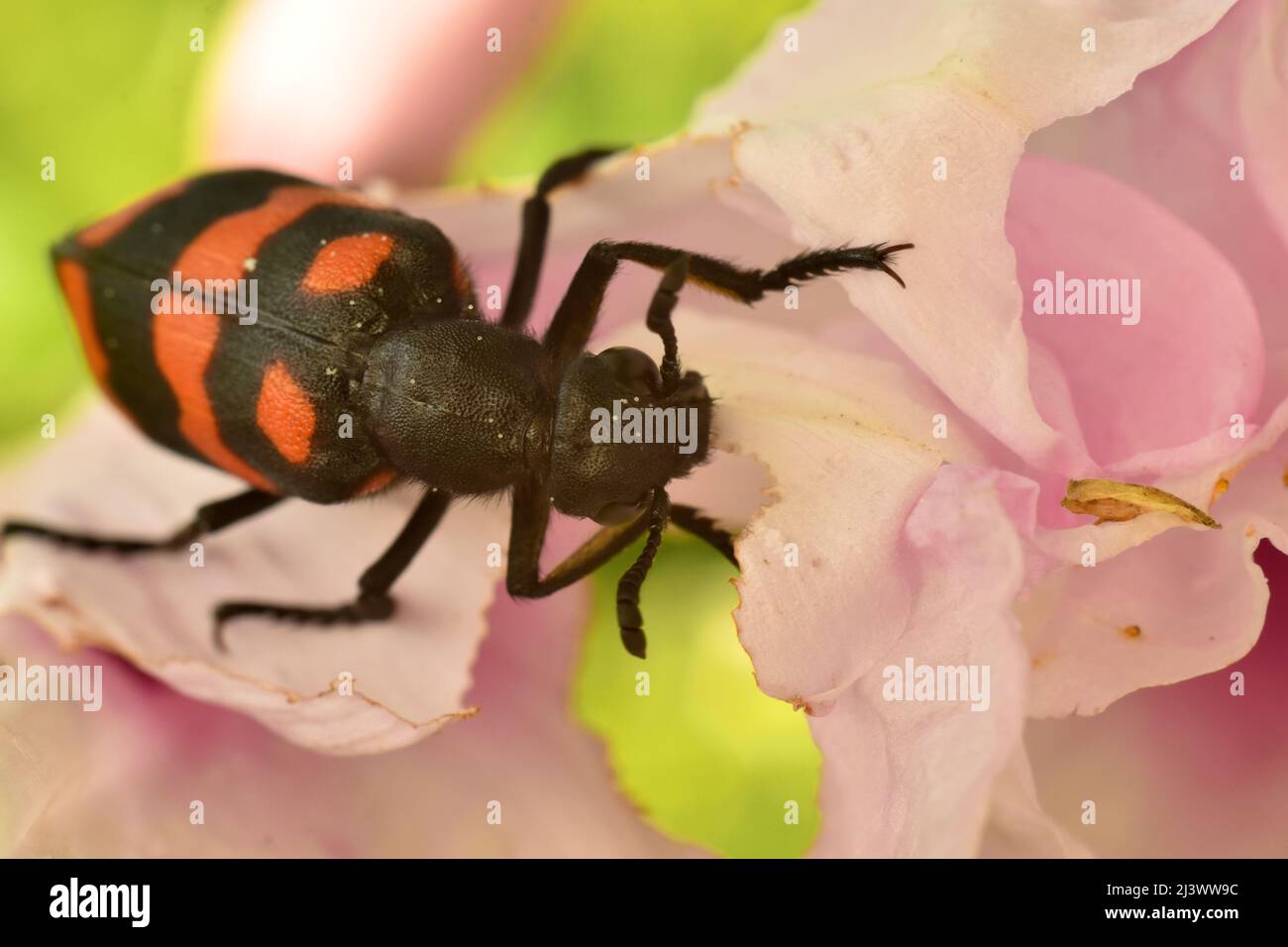 Foto ravvicinata dell'alimentazione degli scarabei Blister sul fiore dei petali della gloria mattutina. Hycleus biundulatus. Foto Stock