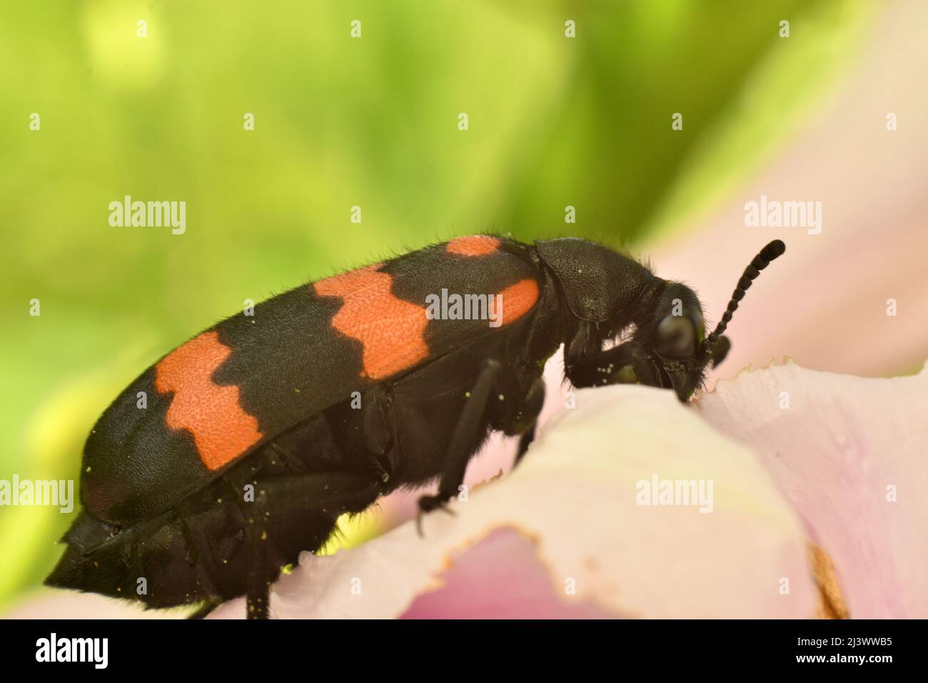 Foto ravvicinata dell'alimentazione degli scarabei Blister sul fiore dei petali della gloria mattutina. Hycleus biundulatus. Foto Stock