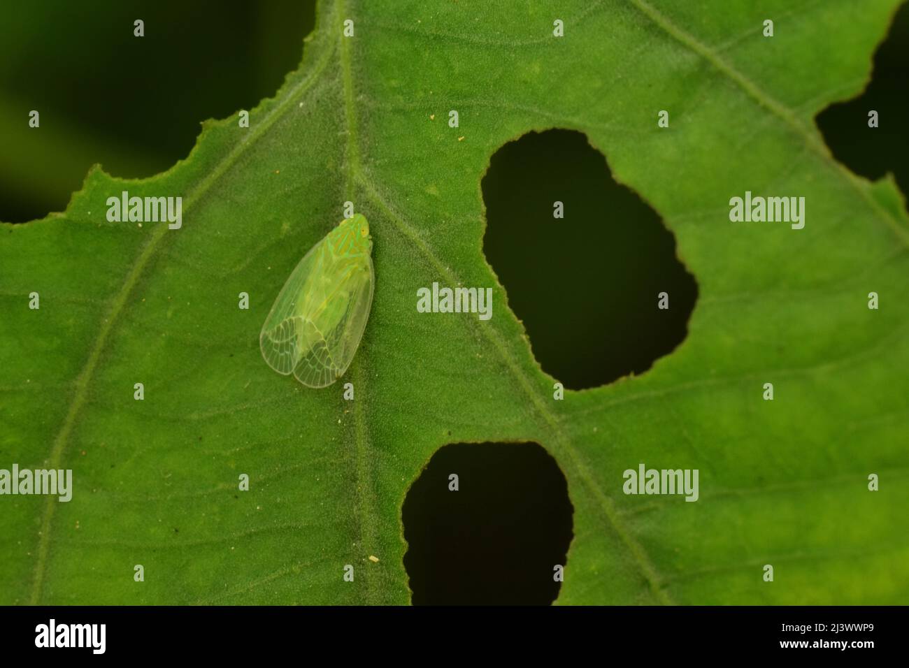 Foto ravvicinata del planthopper sgranato sulla foglia scavata. Kallitaxila granulata. Foto Stock