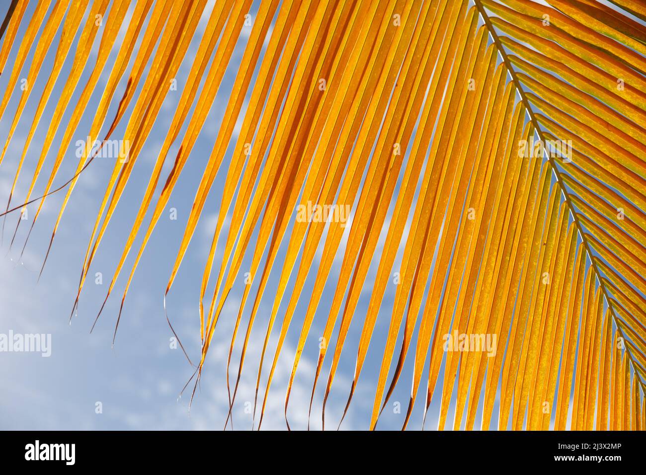 Primo piano con foglie di palma, Repubblica Dominicana, spiaggia soleggiata, palme, sulla costa Foto Stock