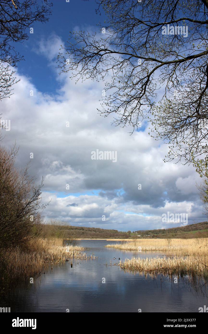 Scenario di Leighton Moss RSPB Reserve, Lancashire, Regno Unito Foto Stock