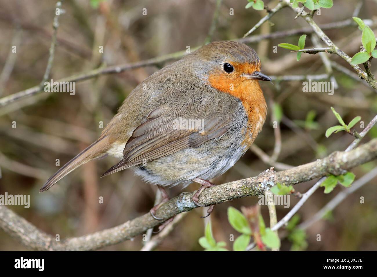 Robin Erithacus rubecula Foto Stock