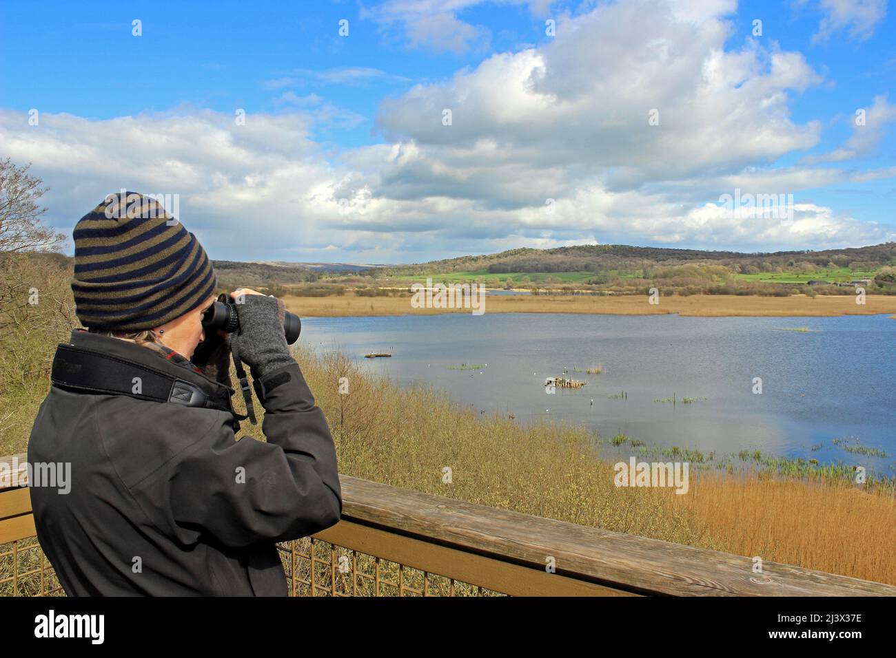 Birdwatcher femminile che guarda attraverso il lago e letti di riccio dallo Skytower al RSPB Leighton Moss Reserve, Lancashire, Regno Unito Foto Stock
