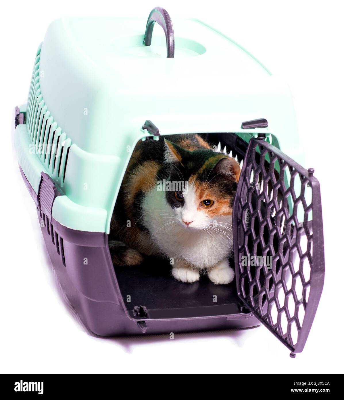 immagine isolata, gatto luminoso in un portatore di gatto per il trasporto, bellissimi gatti domestici, gatti in casa, animali domestici, andare al veterinario, viaggiare con un c Foto Stock