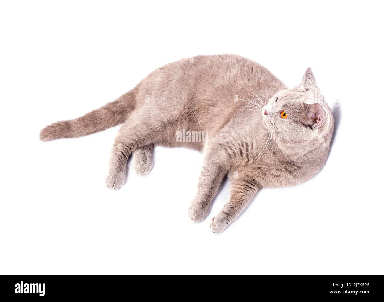 Bel gatto britannico con occhi arancioni che giacciono sul suo lato su uno sfondo bianco, immagine isolata, bellissimi gatti domestici, gatti in casa, animali domestici Foto Stock