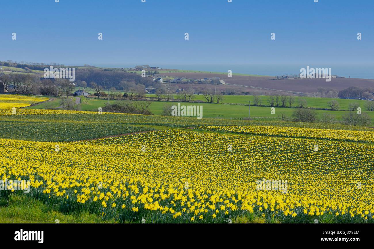 KINNEFF STONEHAVEN SCOZIA FARMLAND FARM E CAMPI DI NARCISI IN PRIMAVERA IL MARE IN LONTANANZA Foto Stock