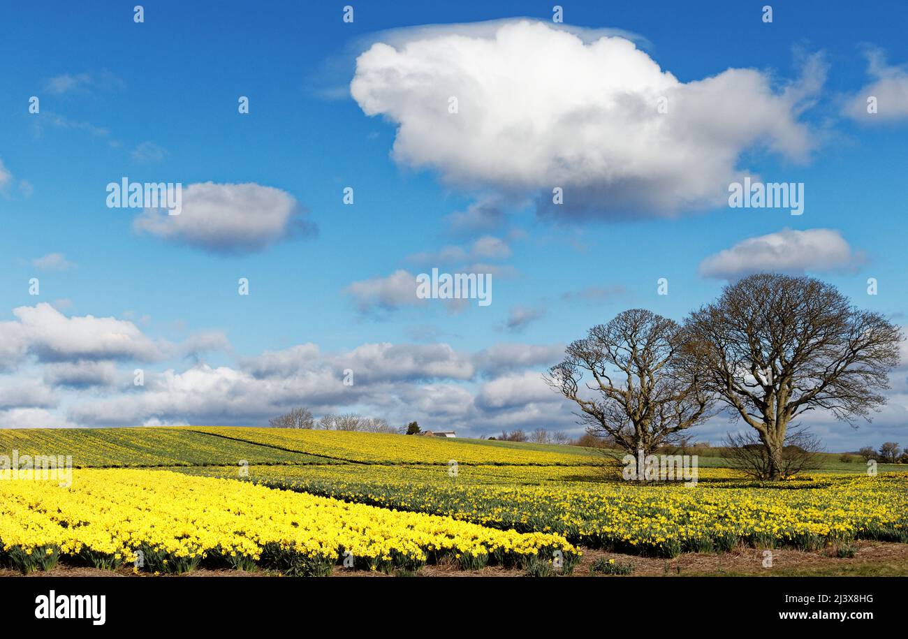 KINNEFF STONEHAVEN SCOZIA CAMPI DI NARCISI ALL'INIZIO DELLA PRIMAVERA Foto Stock
