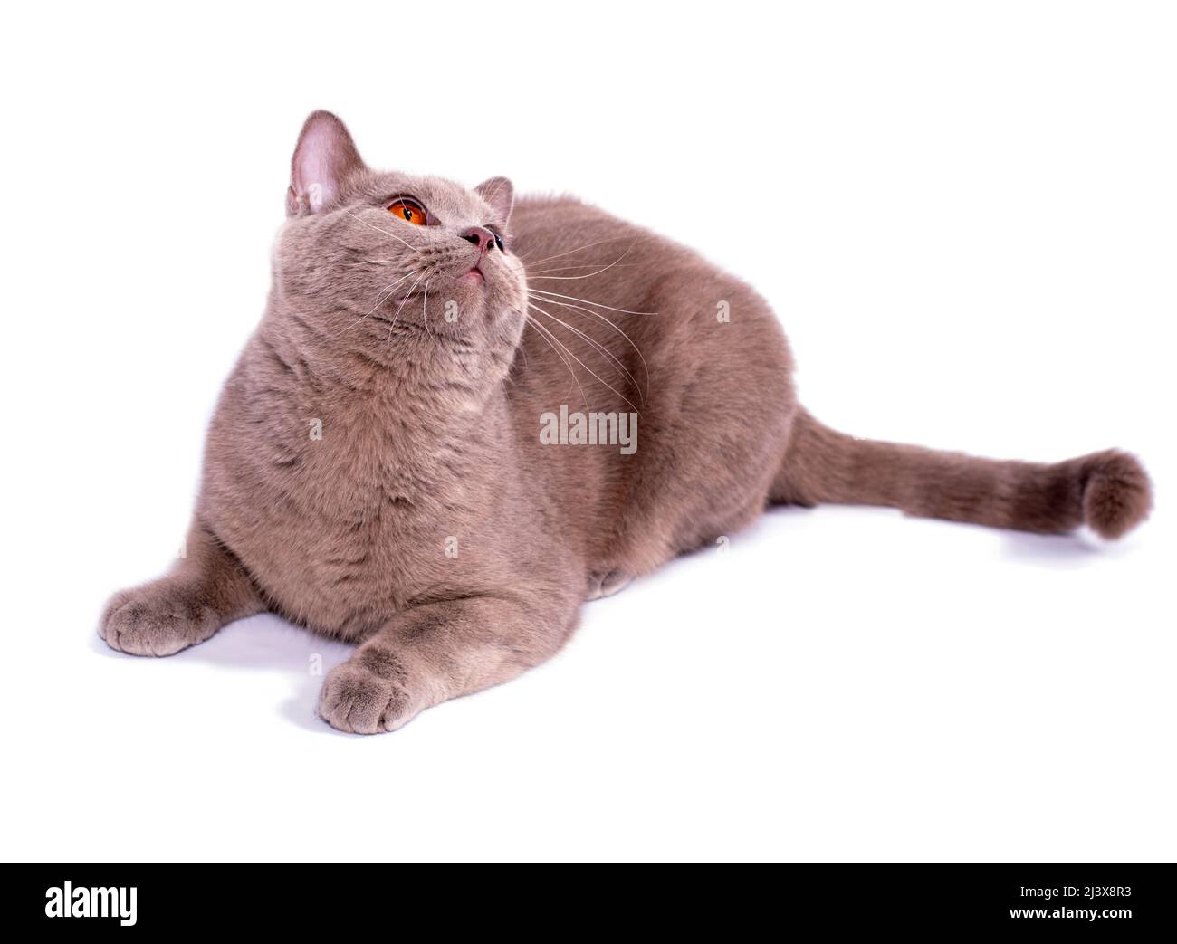 Gatto diritto scozzese Fawn con occhi arancioni su sfondo bianco, immagine isolata, bellissimi gatti domestici, gatti in casa, animali domestici Foto Stock