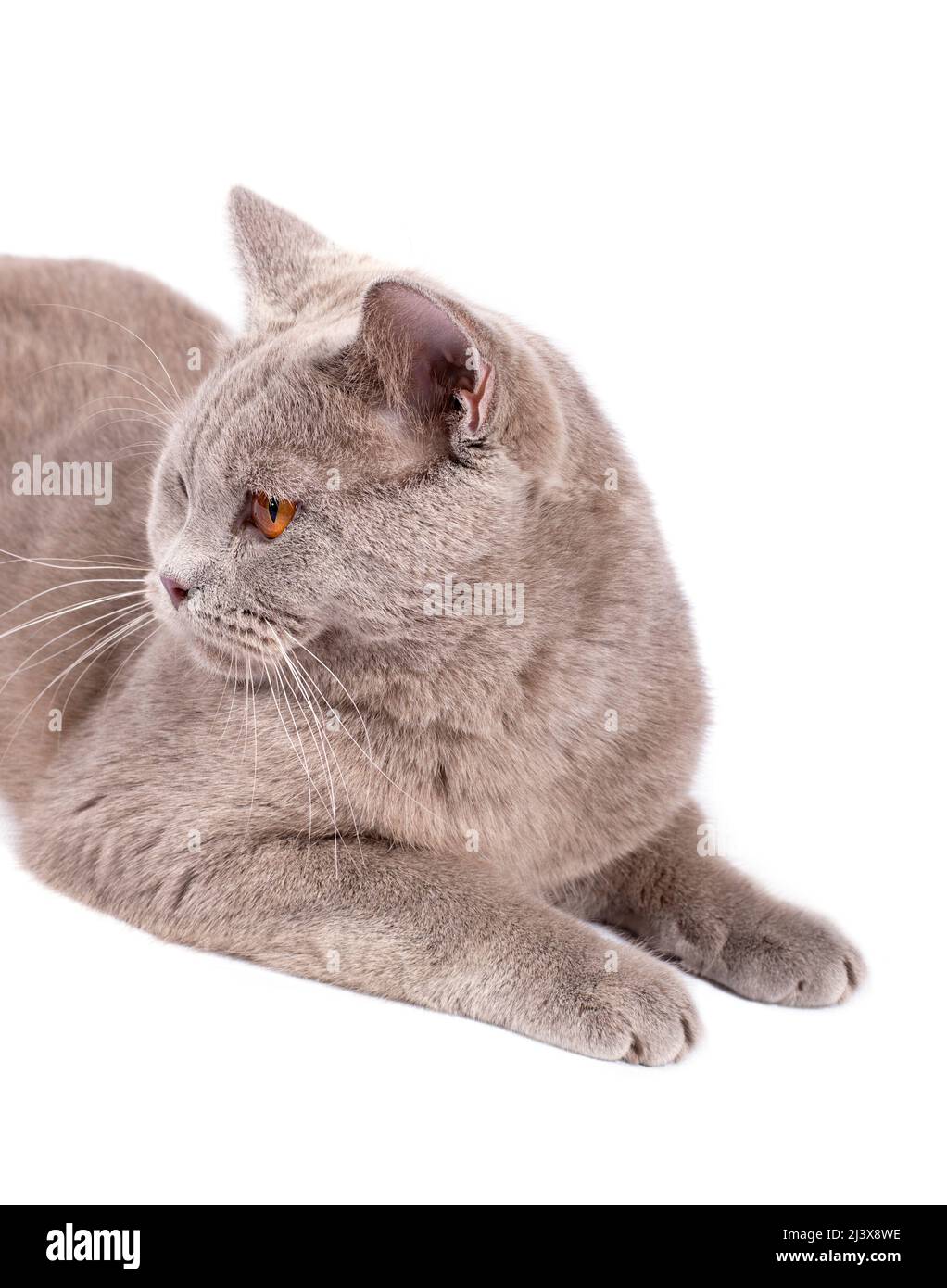 Ritratto laterale primo piano viso-muso gatto scozzese con occhi arancioni su sfondo bianco, immagine isolata, bellissimi gatti domestici, gatti in hou Foto Stock