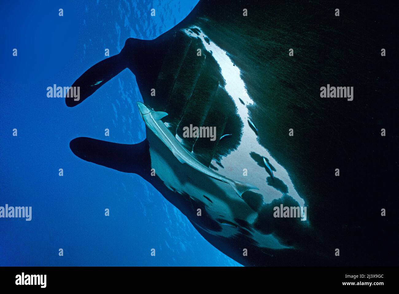 Black Giant Oceanic Manta ray o Giant Manta ray (Manta birostris), con remore (Echeneis naucrates), Ari Atoll, Maldive, Oceano Indiano, Asia Foto Stock
