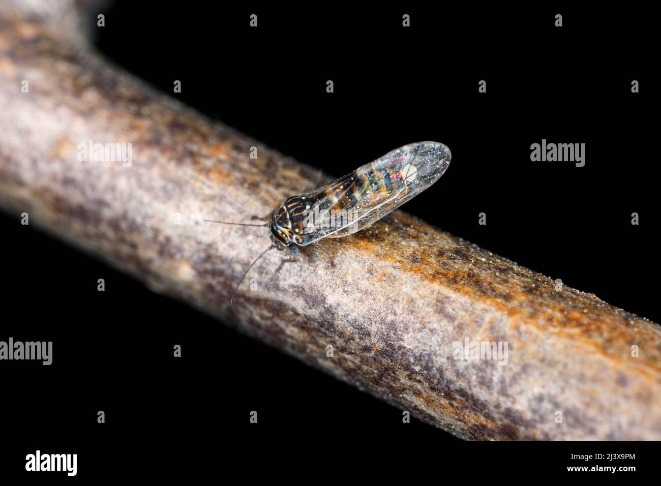 Psylla pyri (Psylla, sucker di pera europeo) è uno dei più importanti phytophagous di pera. Insetto su un tiro di pera. Foto Stock