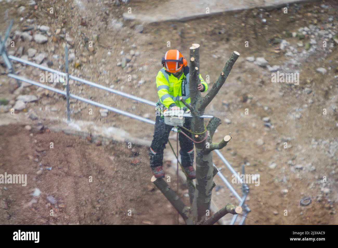 Chirurgo dell'albero che lavora in un albero Foto Stock