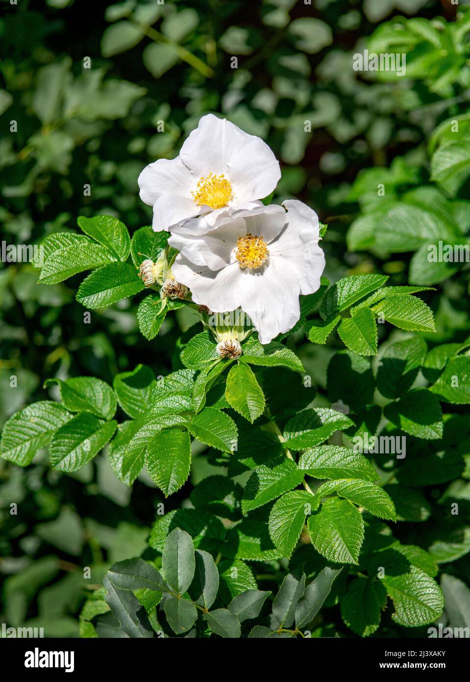 I fianchi o le rose di rosa dai colori vivaci, chiamati anche fienca di rosa e rosa, dalle rose di cane selvatico, chiamate anche Rosa canina. Foto Stock