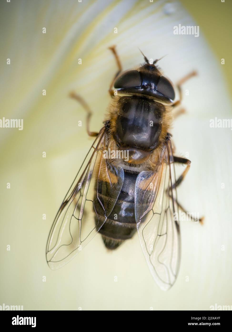 Primo piano di Tapered Drone Fly, Eristalis pertinax , in fiore primaverile. REGNO UNITO. Foto Stock