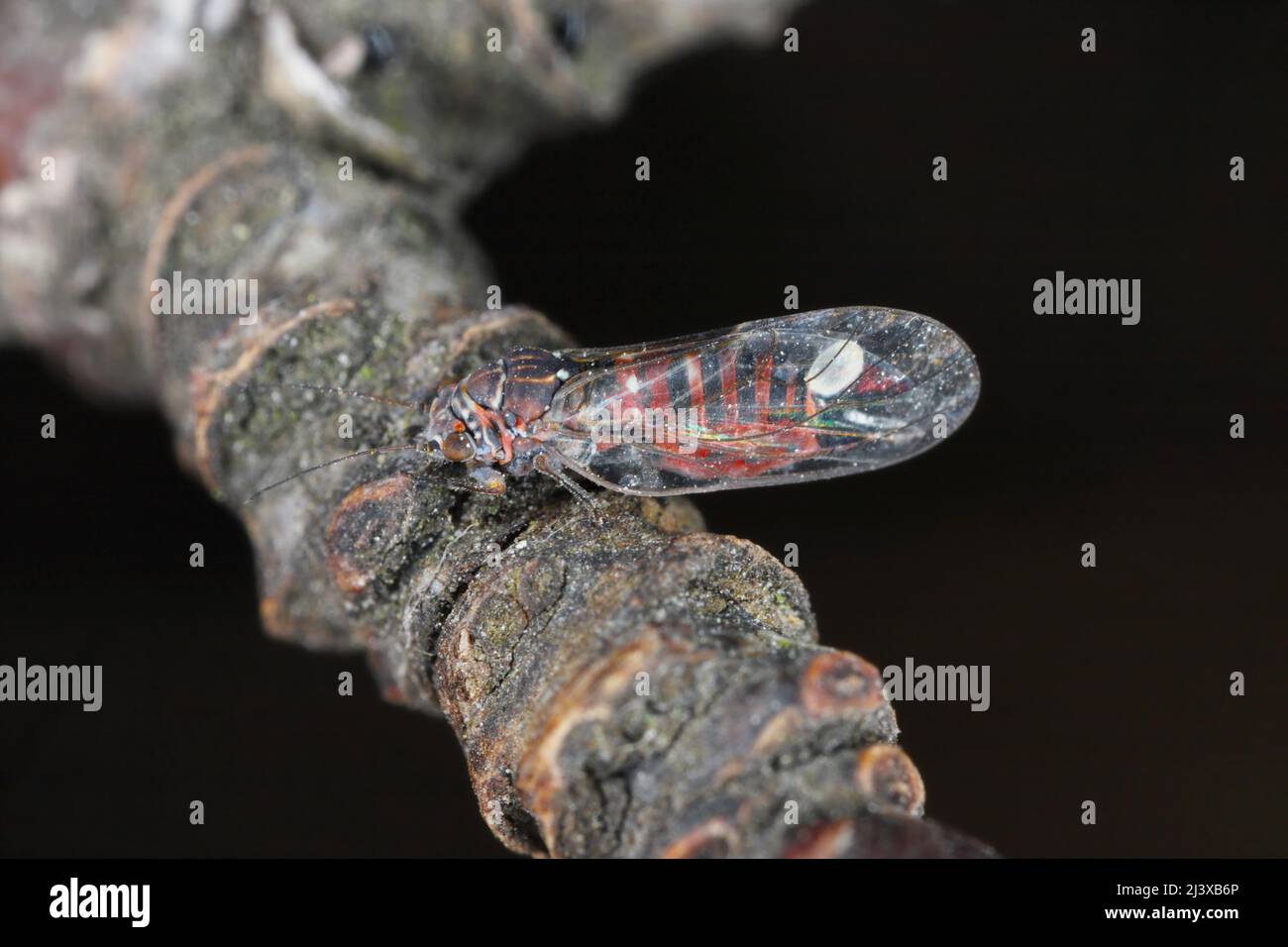 Pera sucker Cacopsylla pyrisuga è un parassita di pera europea - Pyrus communis (pera sucker) provoca foglie arrotolate o piegate in frutteti e giardini. Foto Stock