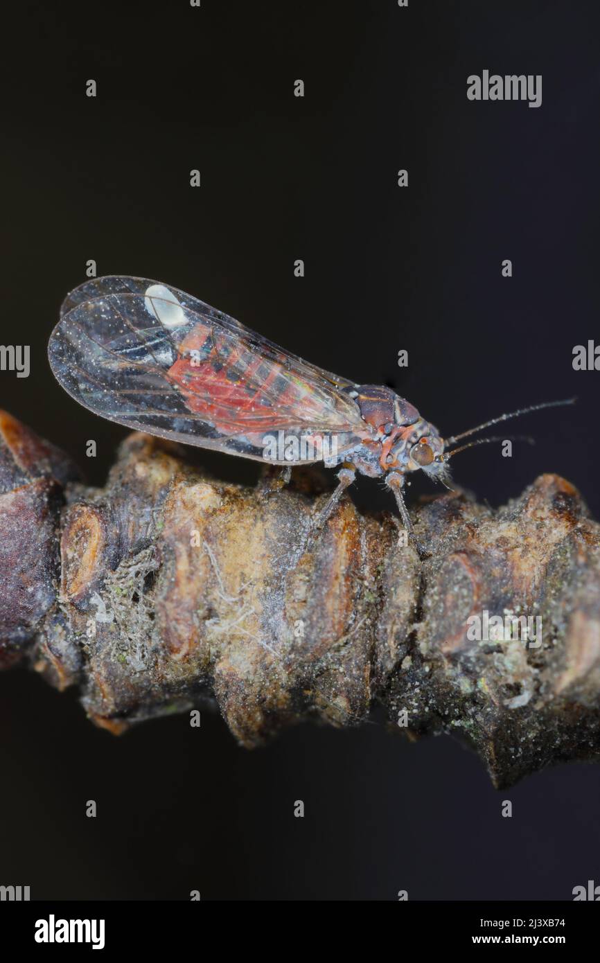 Pera sucker Cacopsylla pyrisuga è un parassita di pera europea - Pyrus communis (pera sucker) provoca foglie arrotolate o piegate in frutteti e giardini. Foto Stock