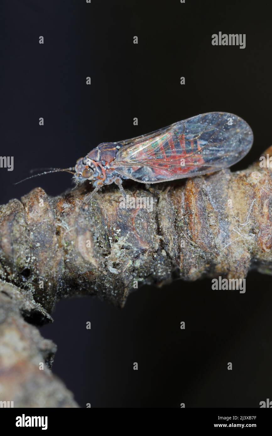 Pera sucker Cacopsylla pyrisuga è un parassita di pera europea - Pyrus communis (pera sucker) provoca foglie arrotolate o piegate in frutteti e giardini. Foto Stock