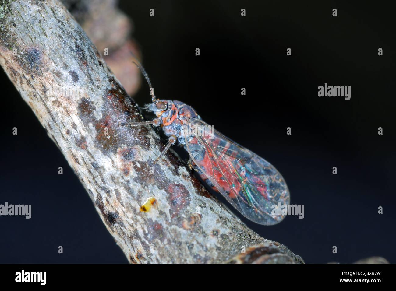 Pera sucker Cacopsylla pyrisuga è un parassita di pera europea - Pyrus communis (pera sucker) provoca foglie arrotolate o piegate in frutteti e giardini. Foto Stock