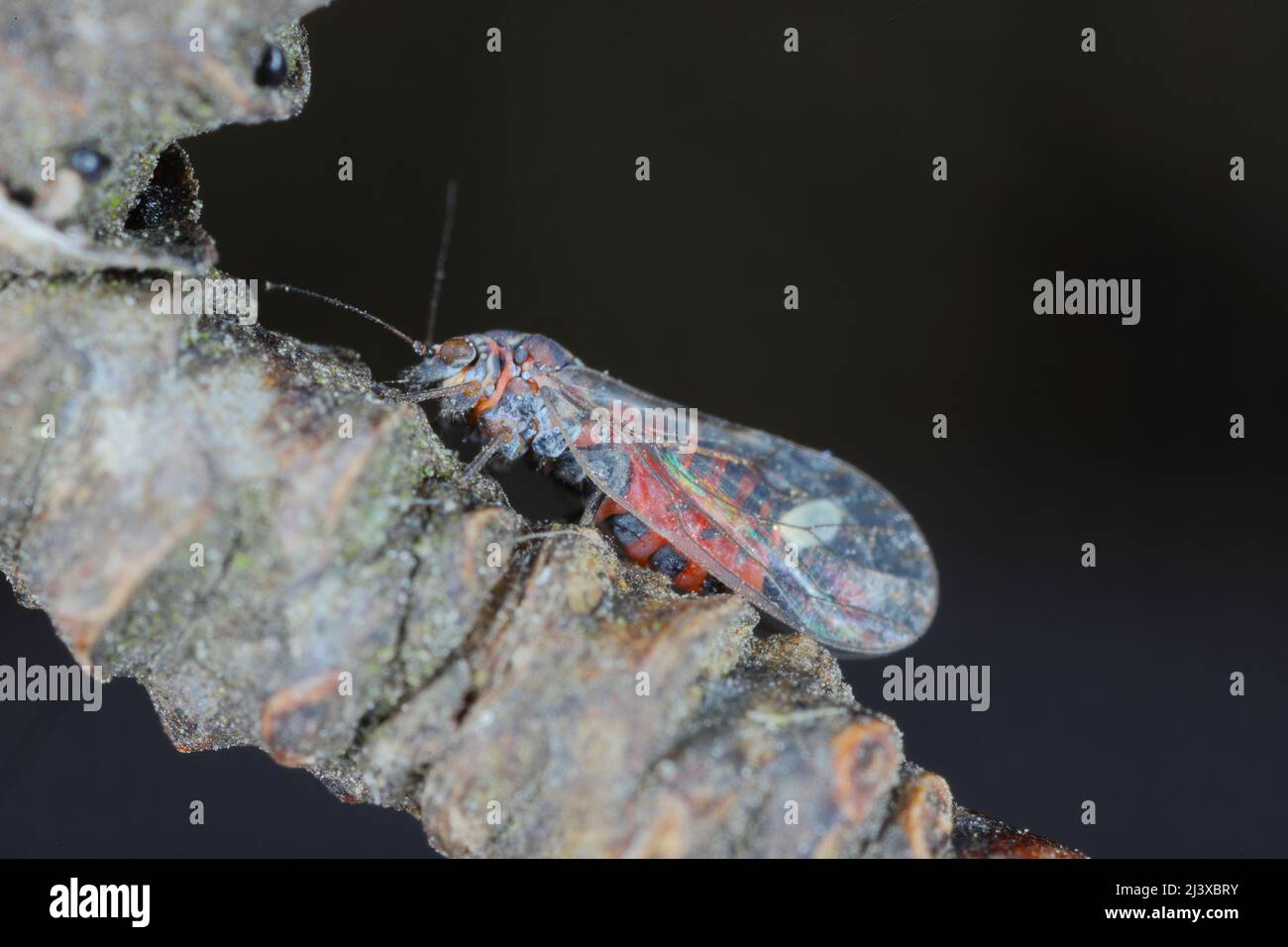 Pera sucker Cacopsylla pyrisuga è un parassita di pera europea - Pyrus communis (pera sucker) provoca foglie arrotolate o piegate in frutteti e giardini. Foto Stock