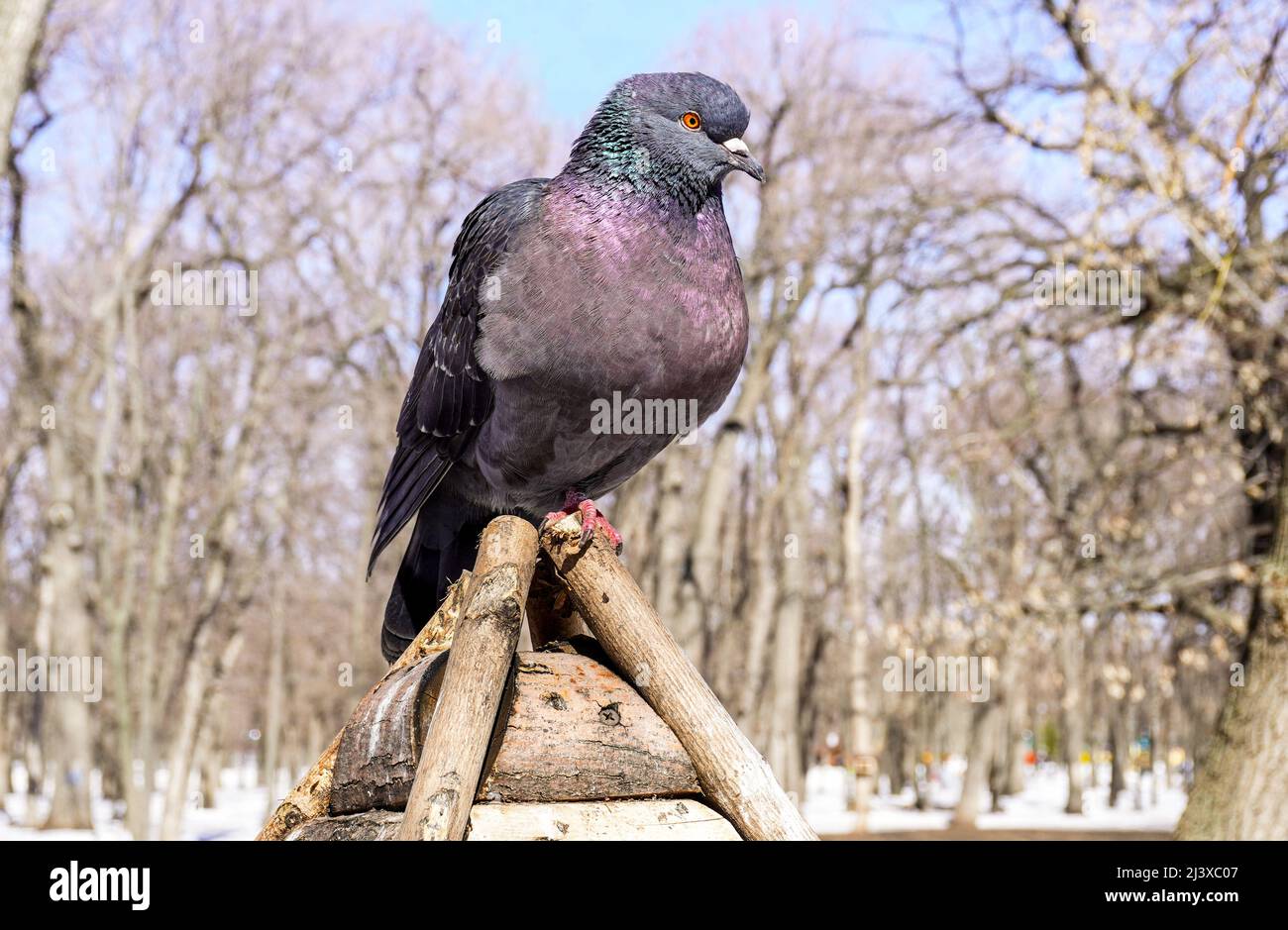 Pigeon su un alimentatore di uccelli al parco invernale, da vicino Foto Stock