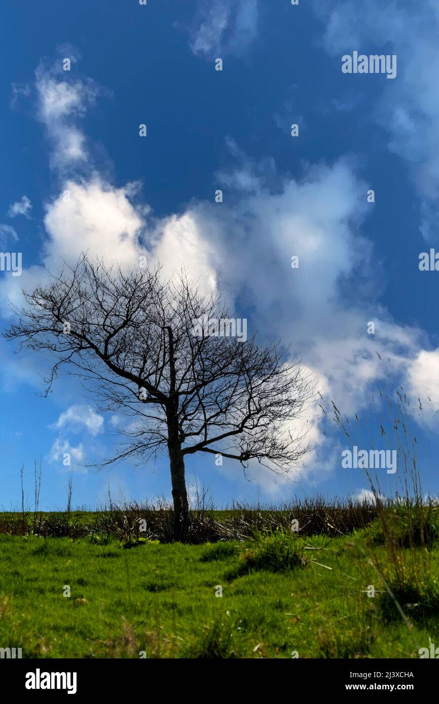 Un albero senza foglie si distingue contro il cielo blu e l'erba verde di un paesaggio rurale. Foto Stock