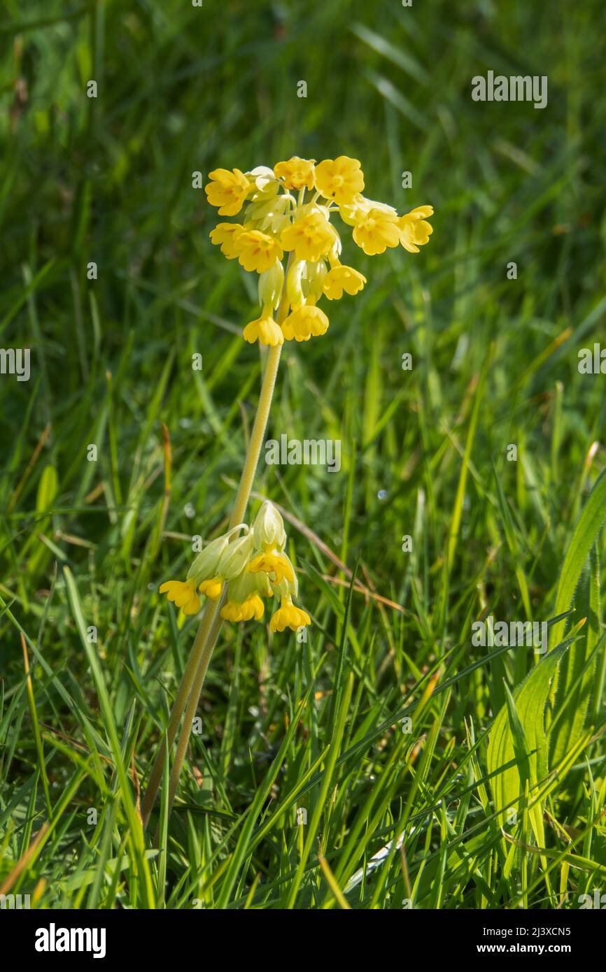 Primula veris alias cowslip, cowslip comune, cowslip primrose crescente selvaggio in prato, Regno Unito. Foto Stock